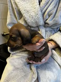 Jezevčík hladkosrstý trpasličí