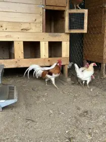 Zdr. vlašky červeně sedlaté zlatokrké