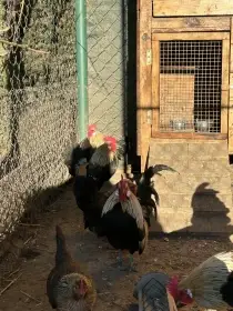 Zakrslá holandská slepice oranžovokrká