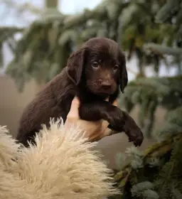 Flat coated retriever