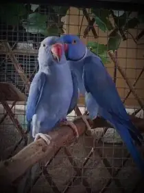 Alexandr malý Violeta