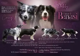 Border Collie s PP / Border Kolie s PP