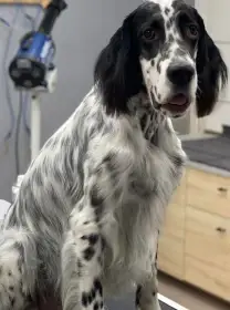 Hledáme nový domov