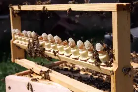 Nabídka oddělků Langstroth 2/3 a Jumbo pro rok 2026