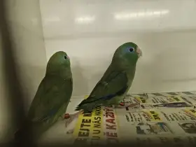 Papoušíček brýlatý