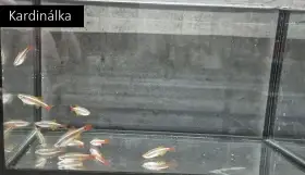 Kardinálky, paví očka, pancéřníčci, ancistrusi, šneci