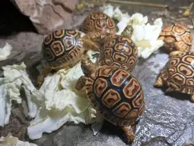 Želva pardálí - Stigmochelys pardalis babcockii)