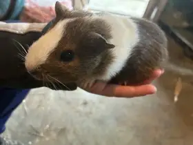 Mláďata morčátek