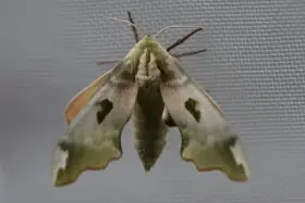 Lišaj lipový - kukly