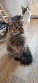 Kocourek mainského typu