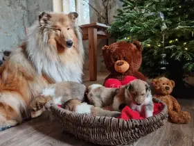 Predám šteniatka kólie dlhosrstej