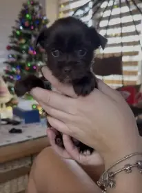 Jorkšírsky teriér s PP Fenka a Pejsek