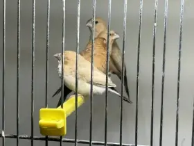 Prodám mutační stříbrozobky