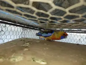 Rosela adelaidska pár