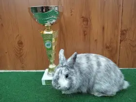 Zakrslý rhönský sameček