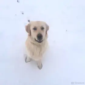 Štěně v typu zlatého retrívra, pes, 8 měsíců