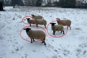 Jehňata z domácího minichovu 2025