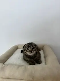 Skotska klapoucha kocka, scottish fold s PP