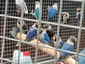 Koupím samce Agapornise škraboškového možná výměna