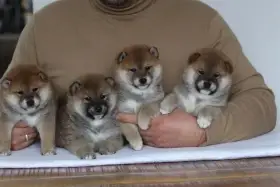 Shiba štěňata s PP FCI