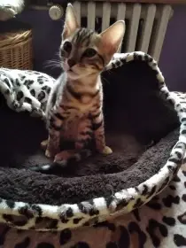 Bengálské koťátka s PP