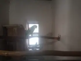 Prodám dvě samičky žluté .