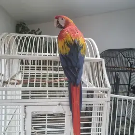 Ara Arakanga 0.1, stáří 4 měsíce