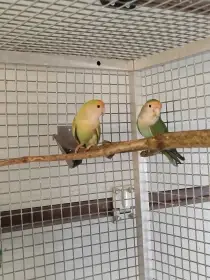 Agapornis růžohrdlý 2025