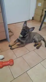 Německý ovčák - pejsek s PP