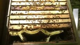 Vyzimovaná včelstva.