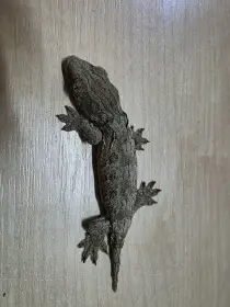 Rhacodactylus leachianus NuuAmi