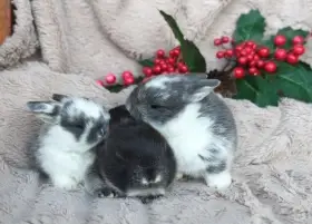 Zakrslý beránek minilop