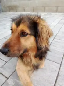 Laskavý a veselý Pirožek hledá milující domov