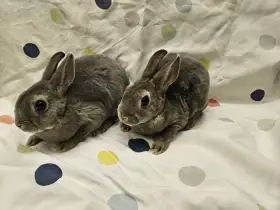 Zakrslý králíček