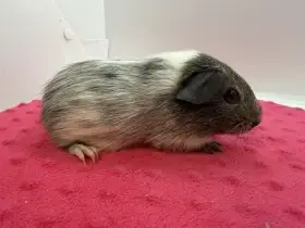 Morče hladké samička dalmatin aguti černá/bílá