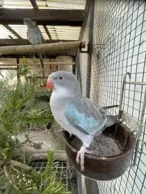 Papoušek Alexandřin