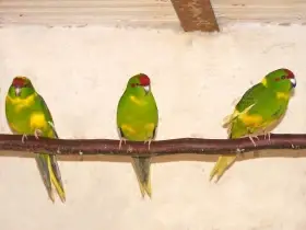 Prodám kakariki rudočelé