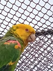 Amazonan žlutohlavy velký