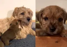 Štěňata málopočetného plemene Norfolk teriér s PP (FCI)