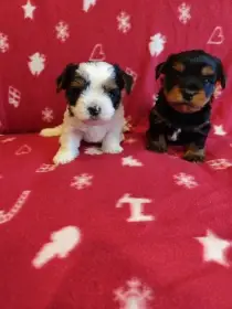 Štěňata typu Jorkšírský terier bez PP