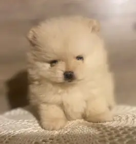 Pomeranian