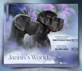 Německá doga modrá a černá s PP (FCI)