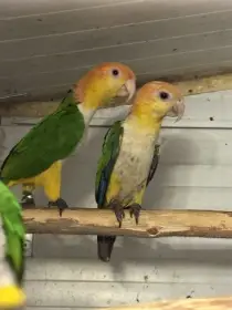 Amazónek Bělobřichý