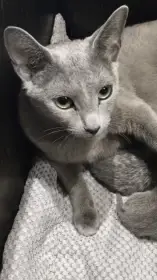 Ruská modrá kočka s PP