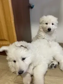 Bílý švýcarský ovčák