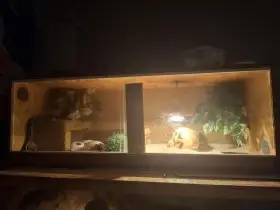 Korálovka kalifornská