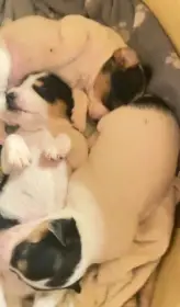 Jack Russell teriér – 3 fenky, krátkosrsté, odběr konec února