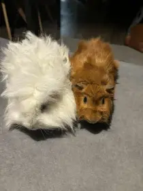 Bílý, tmavooký, dlouhosrstý lunkarya s PP.