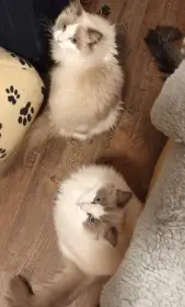 Kocourci ragdoll s PP