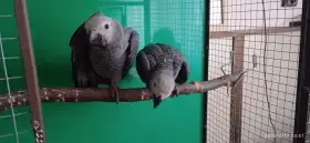 Žako kongo 1.1 rezarvace